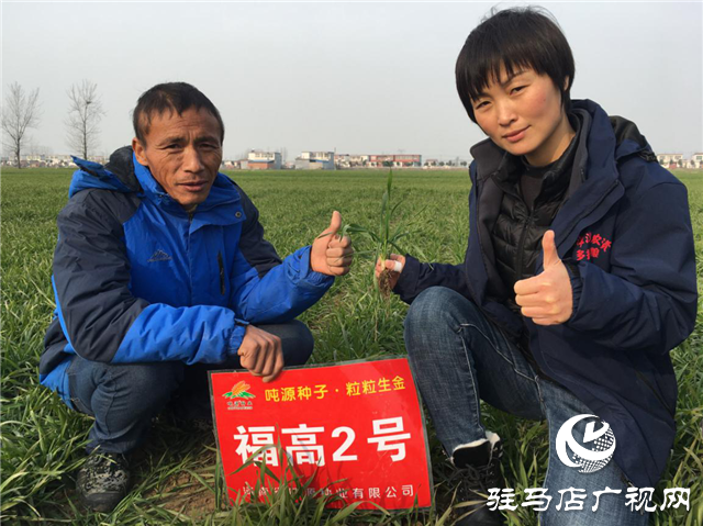 吨源种业小麦苗期回访——正阳篇