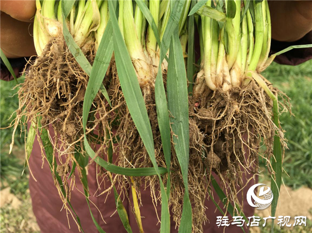 吨源种业小麦苗期回访——正阳篇