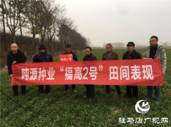吨源种业小麦苗期回访——信阳篇