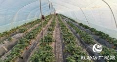 正阳：特色农业气象服务助推新型农业产业发展