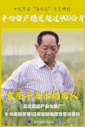 0万亩“海水稻”示范种植平均亩产稳定超过400公斤 袁隆平团队海水稻开始产业化推广