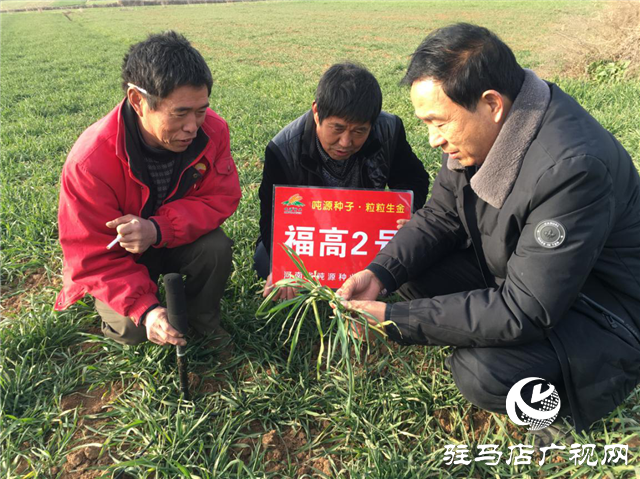 吨源种业“福高2号”田间回访之二