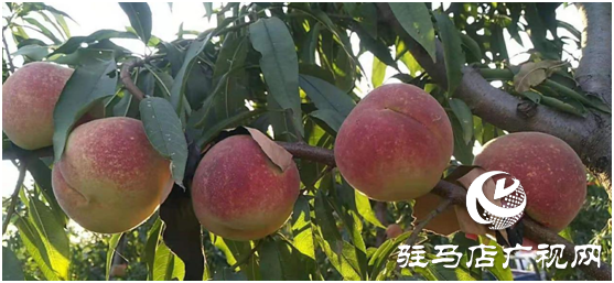 新春种心愿  来年共致富