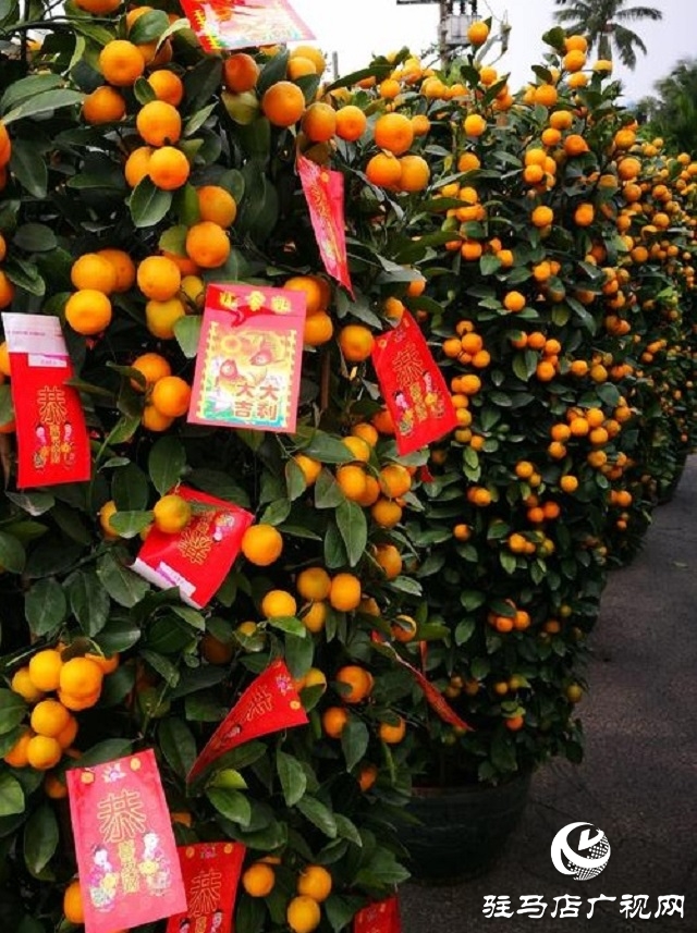 驻马店：张灯结彩年味浓 年货市场迎春忙