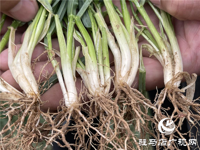 新麦26苗期田间回访进行时