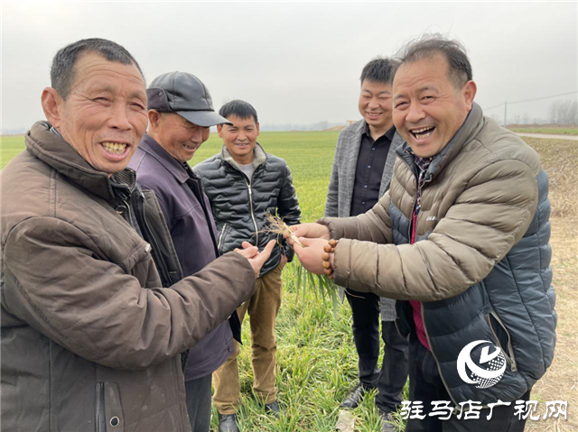 新麦26苗期田间回访进行时