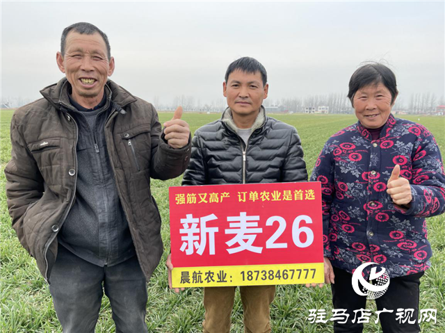 新麦26苗期田间回访进行时