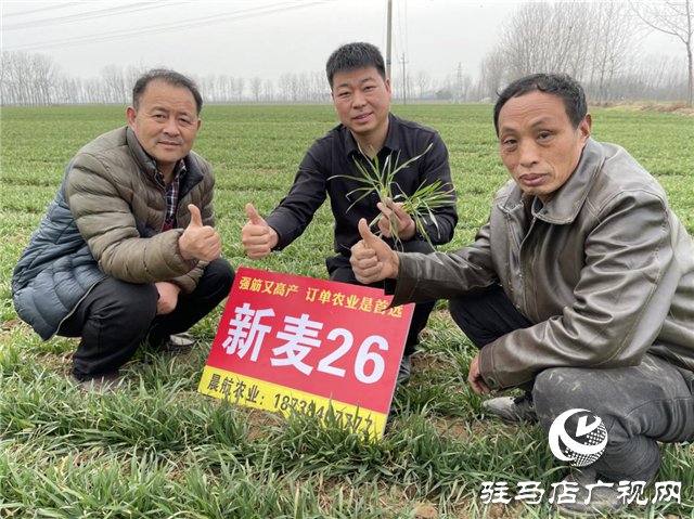 新麦26苗期田间回访进行时