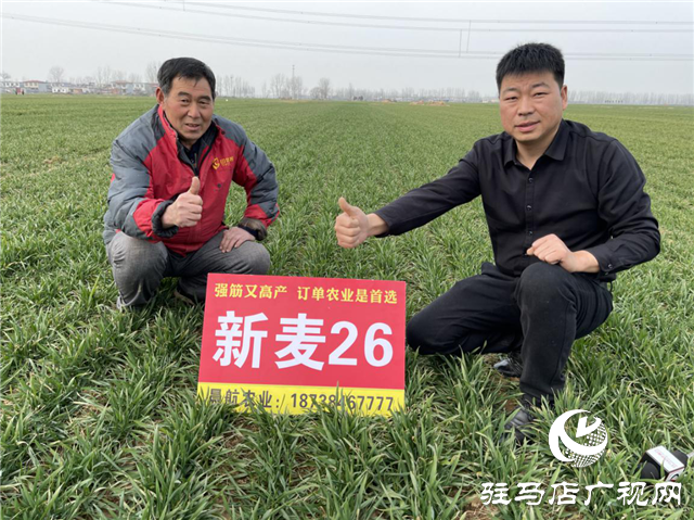 新麦26苗期田间回访进行时