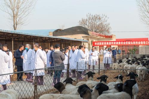 河南省首个肉羊新品种“黄淮肉羊”诞生