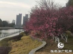 梅花盛开春意来