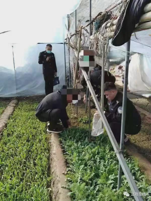 一株就是违法!西平女子非法种植罂粟1000余株