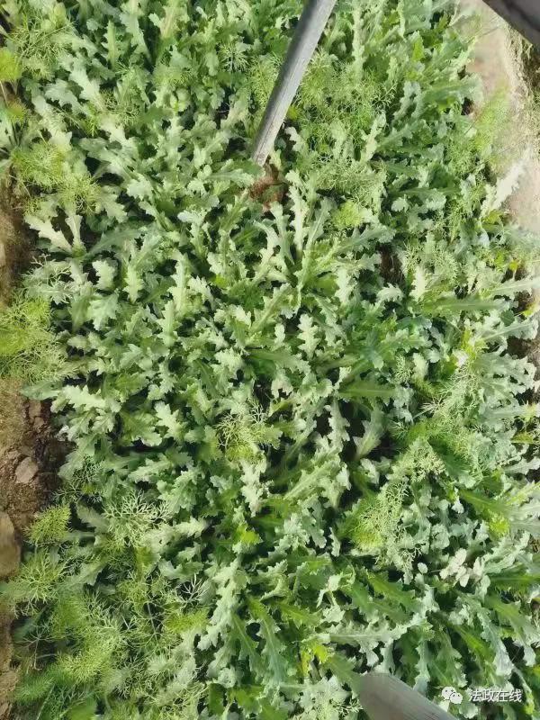 一株就是违法!西平女子非法种植罂粟1000余株