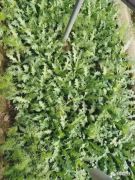 一株就是违法！西平女子非法种植罂粟1000余株