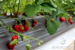 “空中草莓”让游客体验别样采摘乐趣