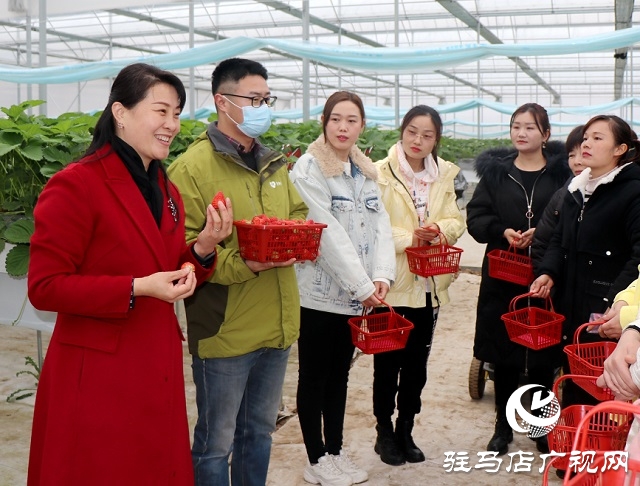 “空中草莓”让游客体验别样采摘乐趣