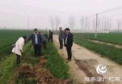 汝南县王岗镇：推进国土绿化 刷新乡村“颜值”