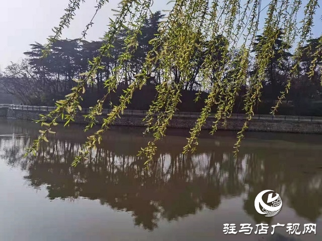 驻马店：阳春三月至 花开春意浓