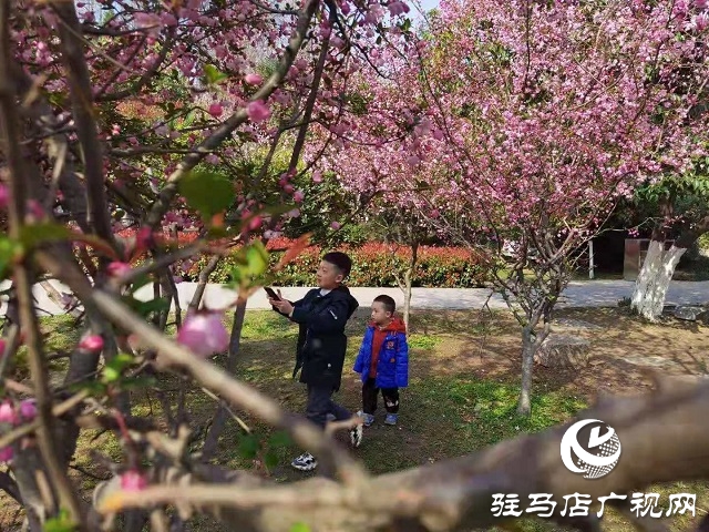 驻马店：阳春三月至 花开春意浓