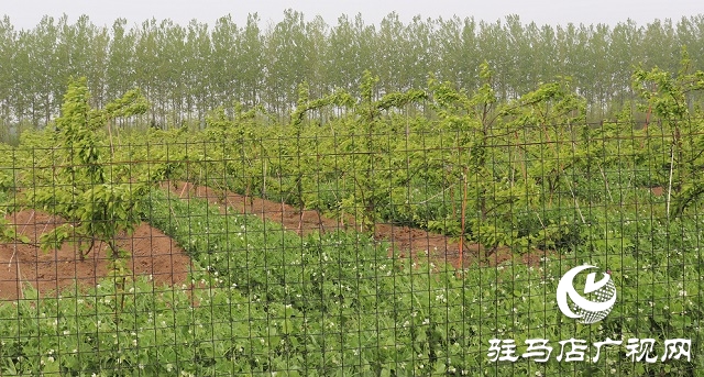 果农张国旗：梨下种豆奔富路