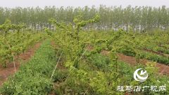 果农张国旗：梨下种豆奔富路