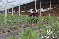 返乡创业建大棚 带领村民同致富