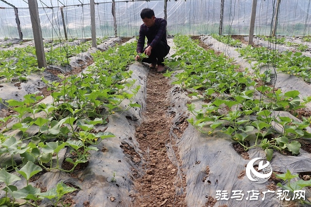 返乡创业建大棚 带领村民同致富