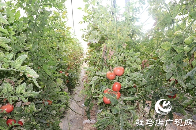 返乡创业建大棚 带领村民同致富