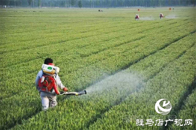  刻不容缓！小麦赤霉病防治正当时