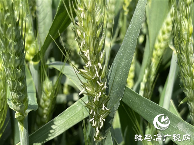  刻不容缓！小麦赤霉病防治正当时