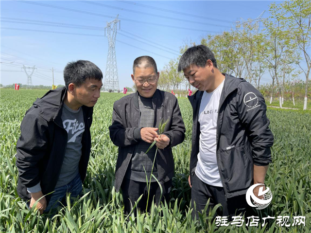  刻不容缓！小麦赤霉病防治正当时