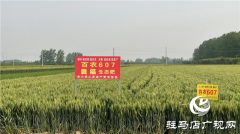 眼见为实 高产是王道  ——河南金六丰小麦观摩会成功举办