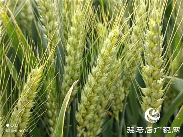 眼见为实 高产是王道  ——河南金六丰小麦观摩会成功举办