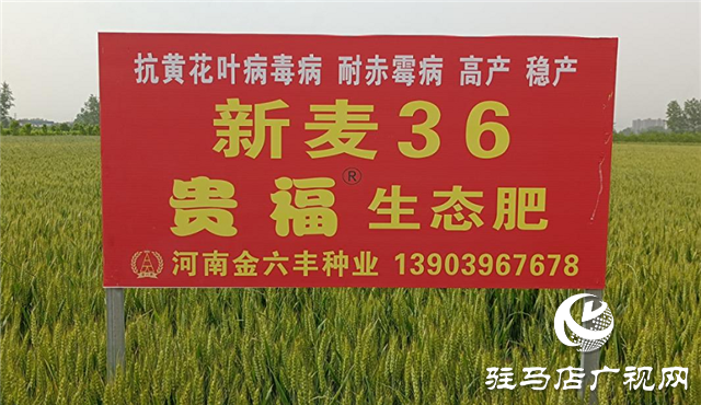 眼见为实 高产是王道  ——河南金六丰小麦观摩会成功举办