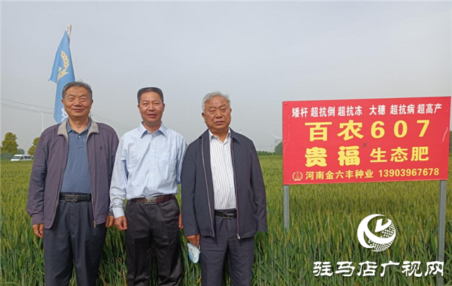 眼见为实 高产是王道  ——河南金六丰小麦观摩会成功举办