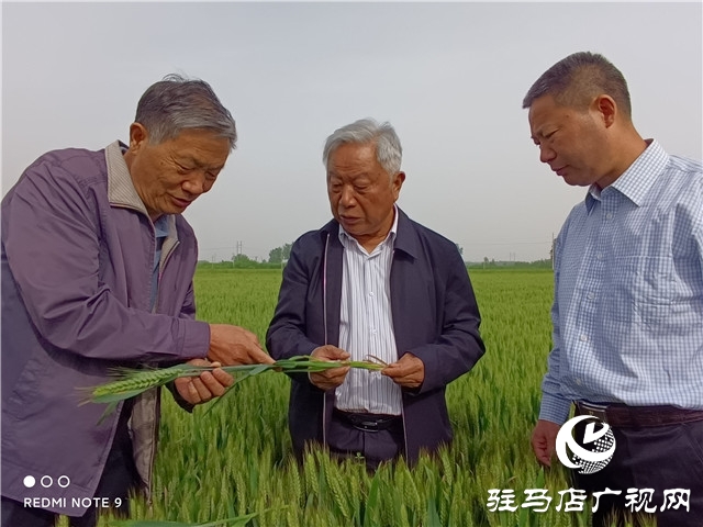 眼见为实 高产是王道  ——河南金六丰小麦观摩会成功举办