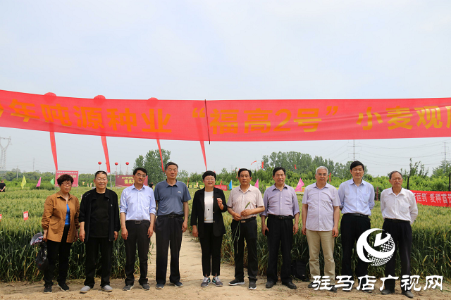 吨源种业举办2021苏皖豫“福高2号”小麦观摩会