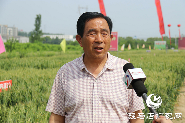 吨源种业举办2021苏皖豫“福高2号”小麦观摩会