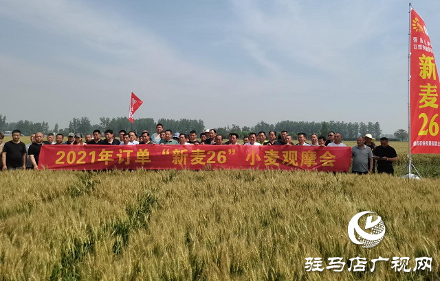 新麦26优质又高产 观摩迎丰收