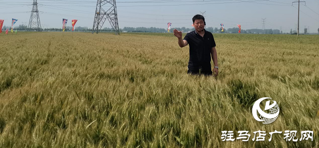 新麦26优质又高产 观摩迎丰收