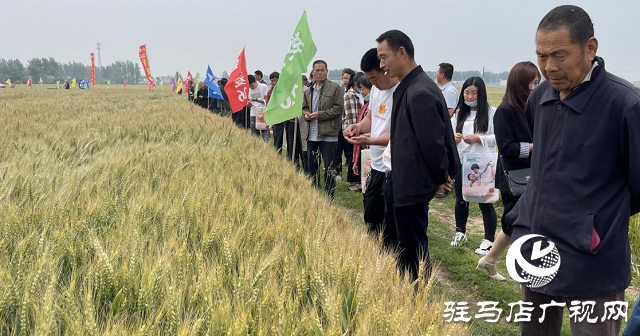 新麦26优质又高产 观摩迎丰收