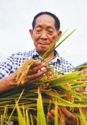 8年去了4次信阳 袁隆平的超级稻在河南扎根生长