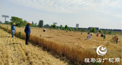 确山县双河镇：夏收夏播“抢”字当头 集体经济“稳”步壮大