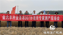 河南金六丰种业：小麦测产 产量喜人