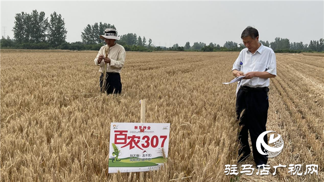 河南金六丰种业：小麦测产 产量喜人