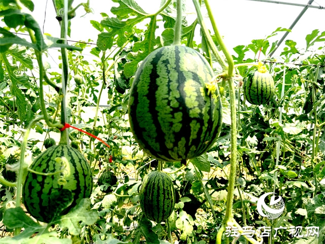  驿城区朱古洞乡小西瓜铺就甜蜜路