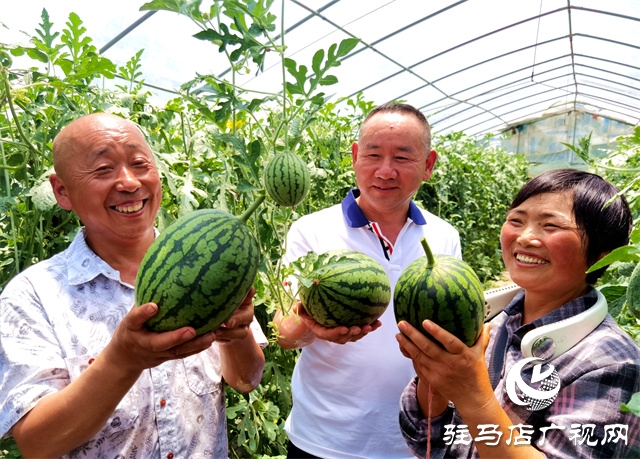  驿城区朱古洞乡小西瓜铺就甜蜜路