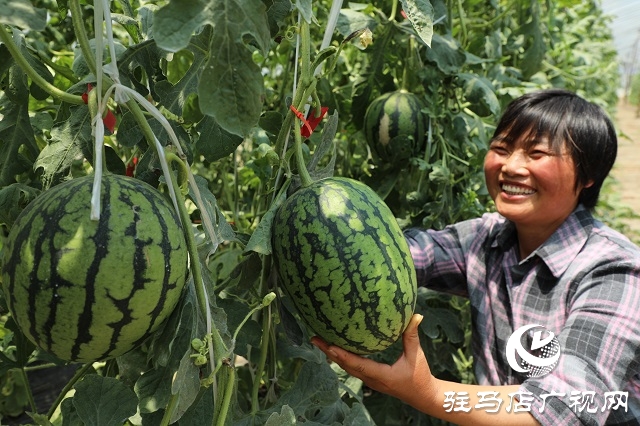  驿城区朱古洞乡小西瓜铺就甜蜜路
