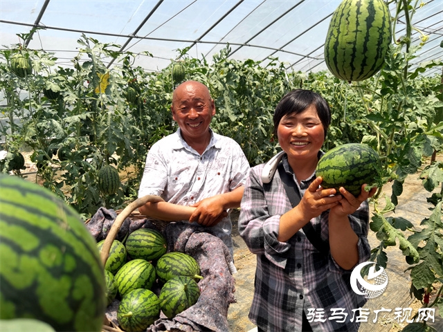  驿城区朱古洞乡小西瓜铺就甜蜜路