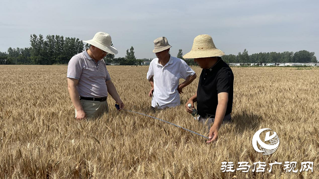 吨源种业黑小麦产量再创历史新高